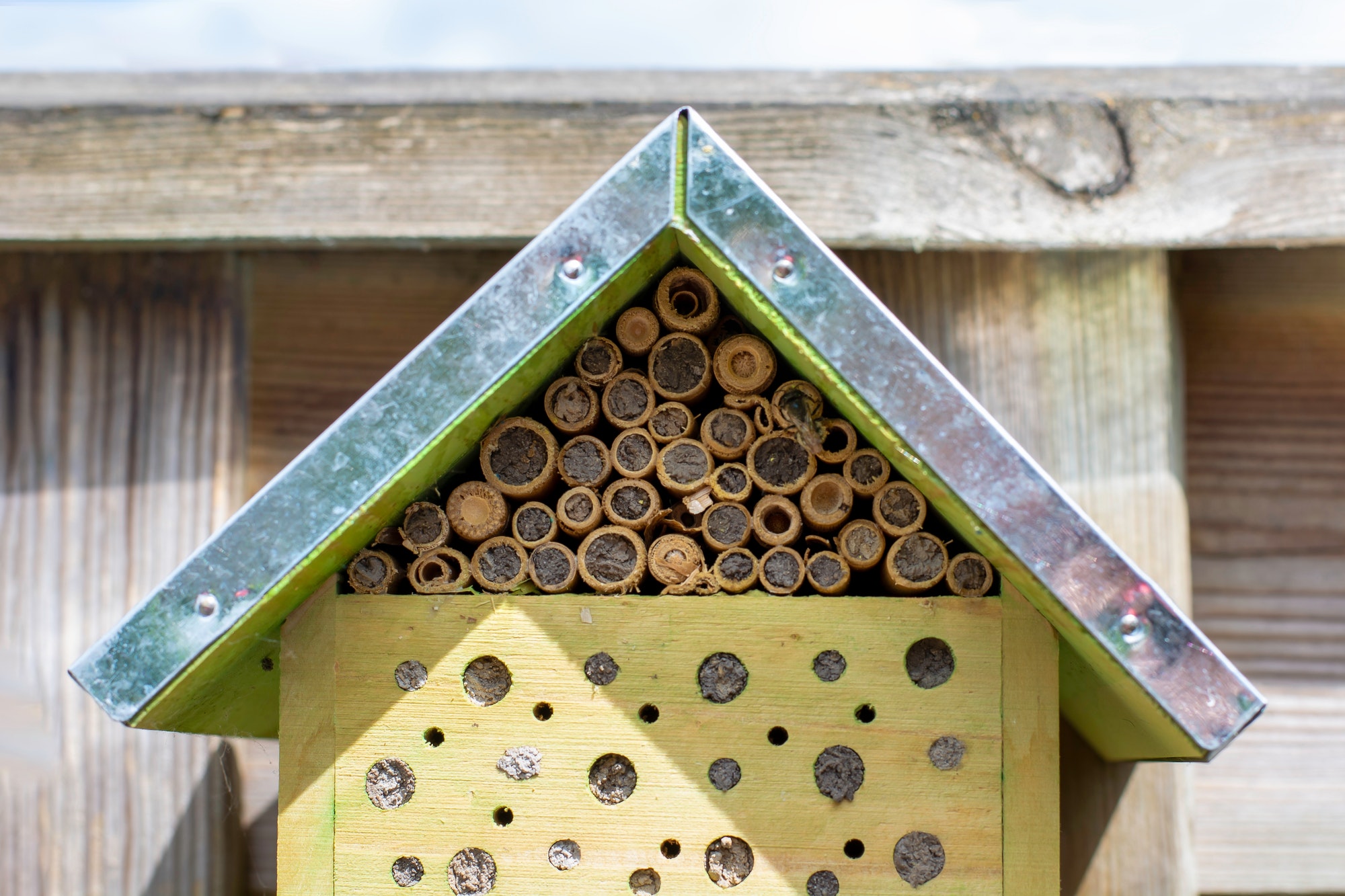A small ecological insects hotel bug house with a wild bee on the right. Nature and insect friendly